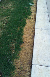Grass damaged by snow melting salt